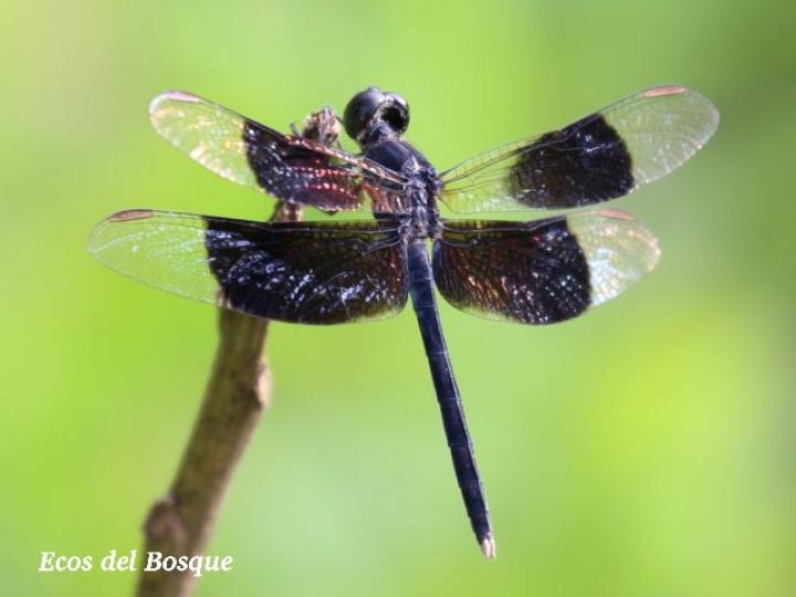 Erythrodiplax funerea (Rayadora de alas negras)