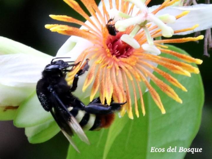 Eulaema bombiformis