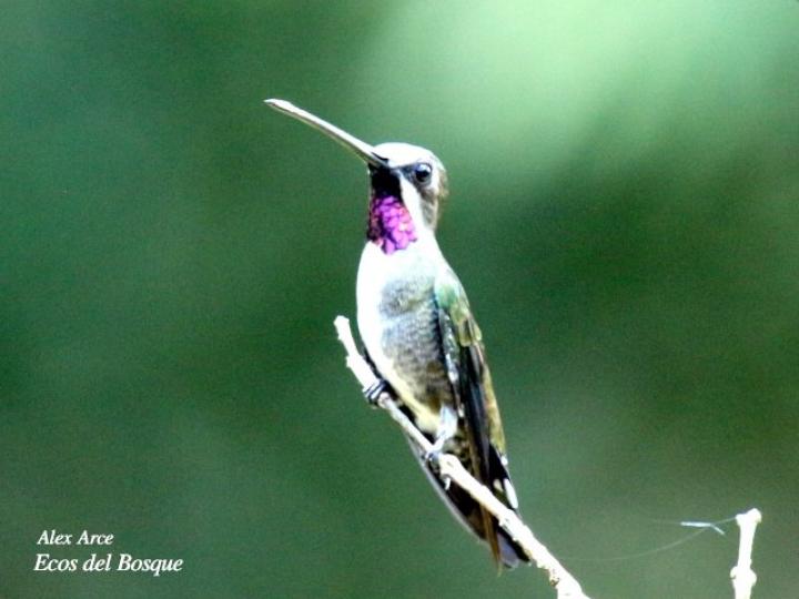 Heliomaster longirostris