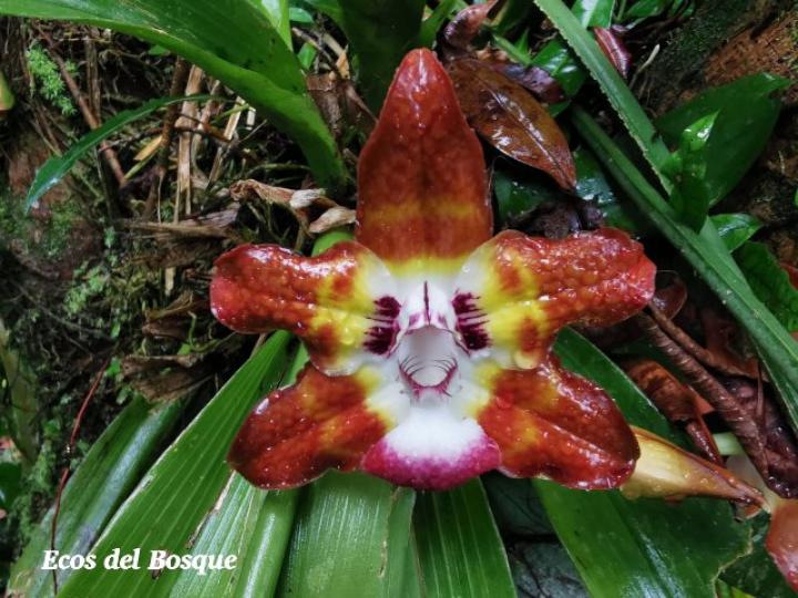 Huntleya burtii (Cara de gato)