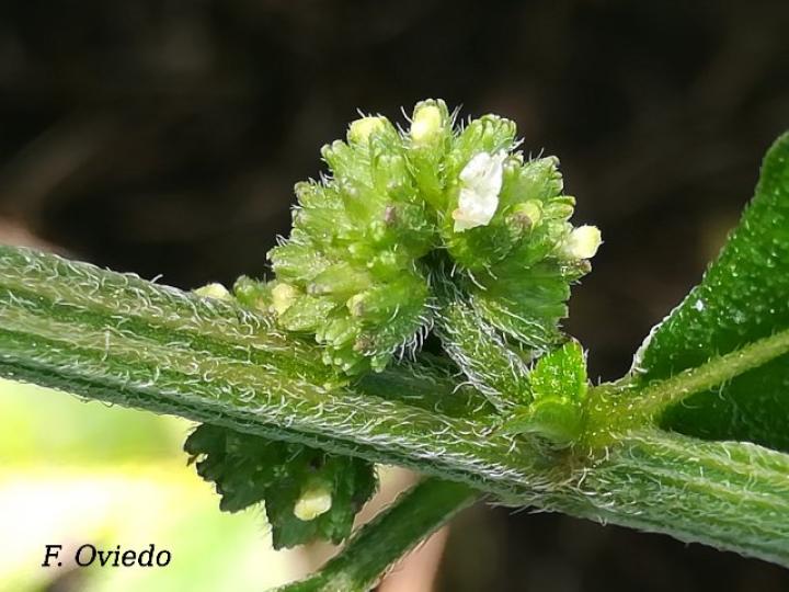 Hyptis obtusiflora