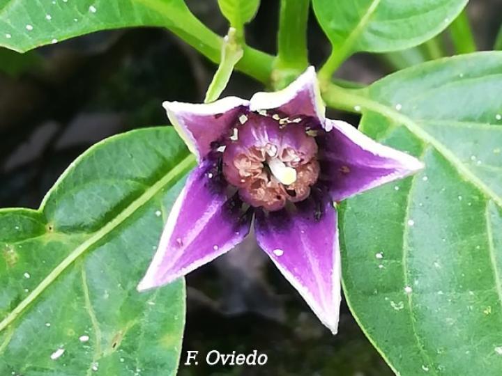 Lycianthes heteroclita, flor