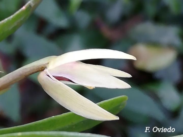 Maxillaria brachybulbon