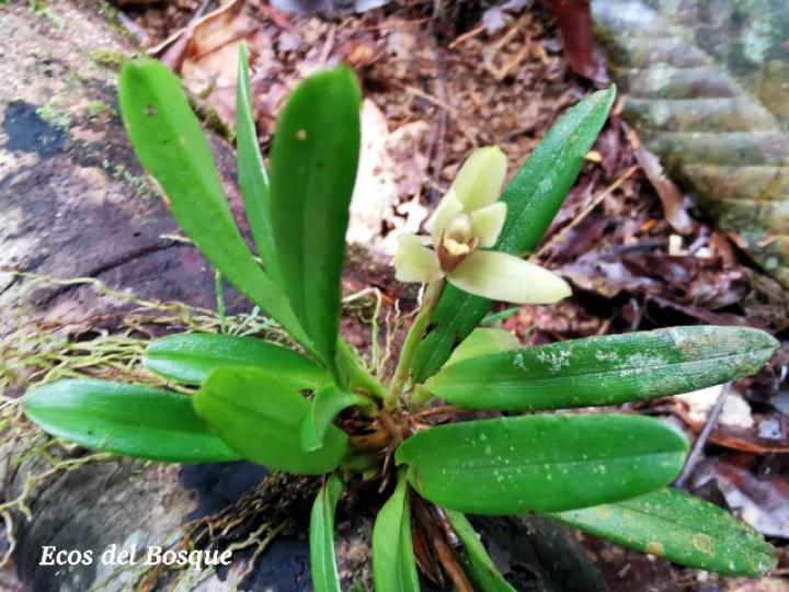 Maxillaria brachybulbon
