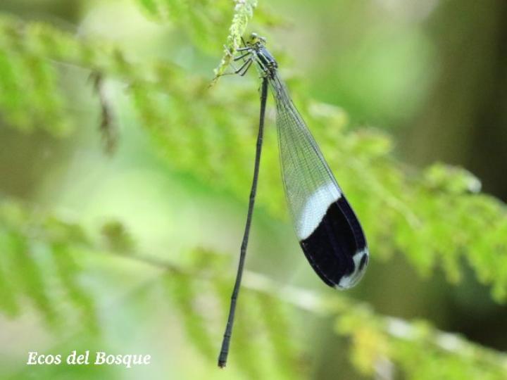 Megaloprepus caerulatus