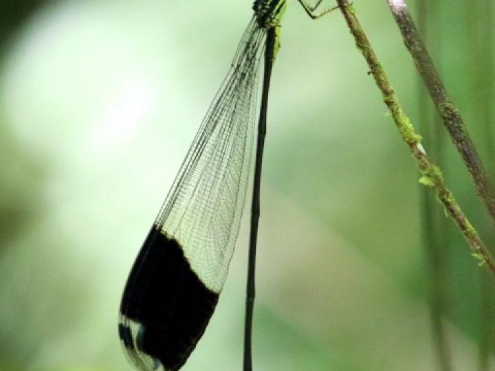 Megaloprepus caerulatus
