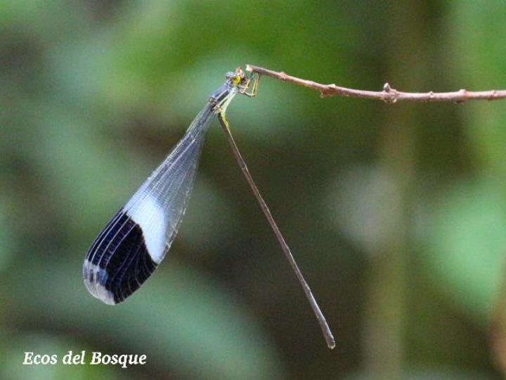 Megaloprepus caerulatus