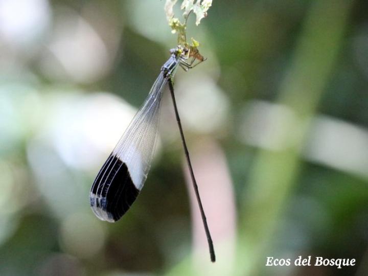 Megaloprepus caerulatus