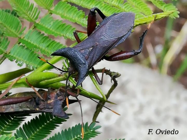 Mozena lurida (Chinche pata de hoja)