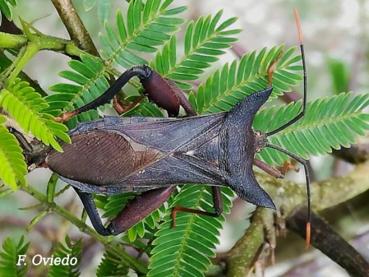 Mozena lurida (Chinche pata de hoja)