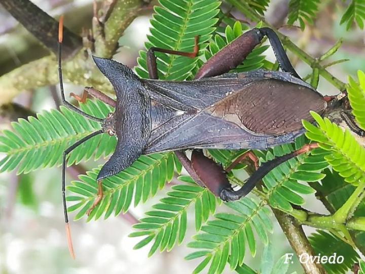 Mozena lurida (Chinche pata de hoja)