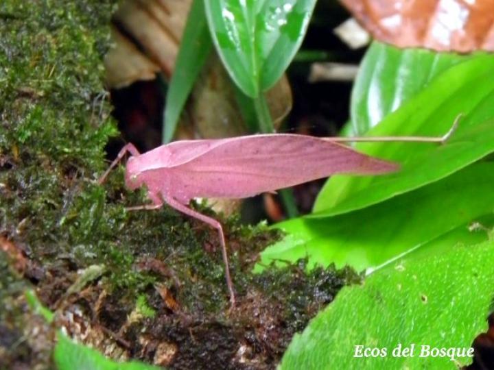 Orophus tesellatus (Saltamonte de hoja falsa)