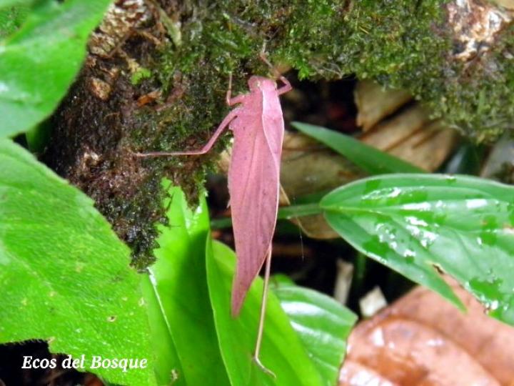 Orophus tesellatus (Saltamonte de hoja falsa)