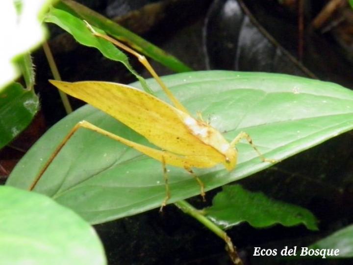Orophus tesellatus (Saltamonte de hoja falsa)