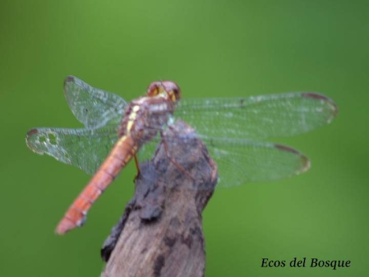 Orthemis ferruginea, hembra