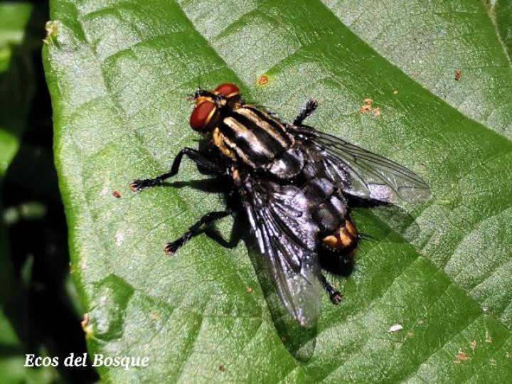 Mosca de la carne
