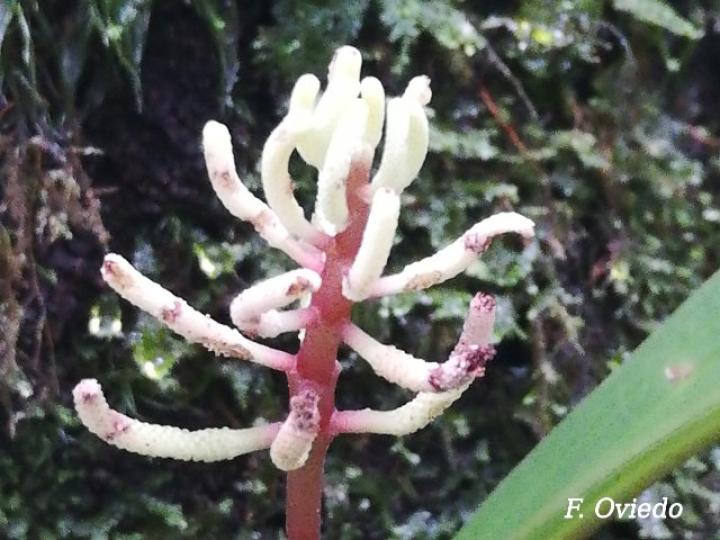 Peperomia pernambucensis, flor
