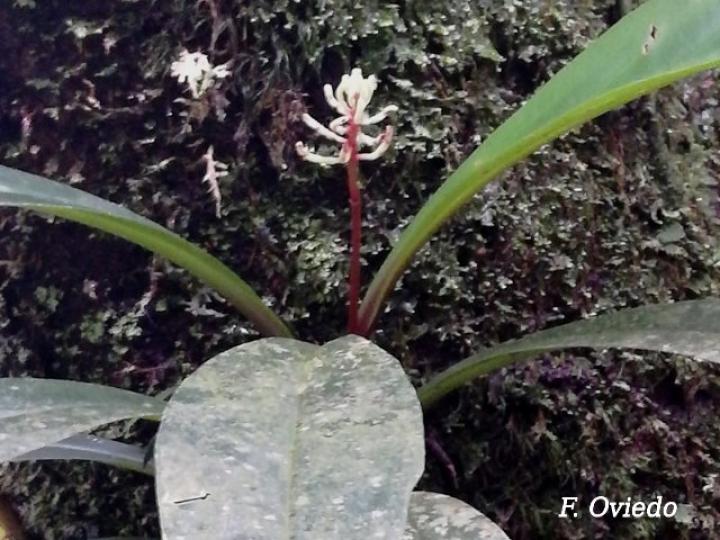 Peperomia pernambucensis