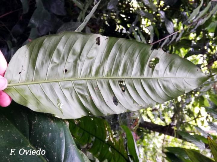 Philodendron inaequilaterum
