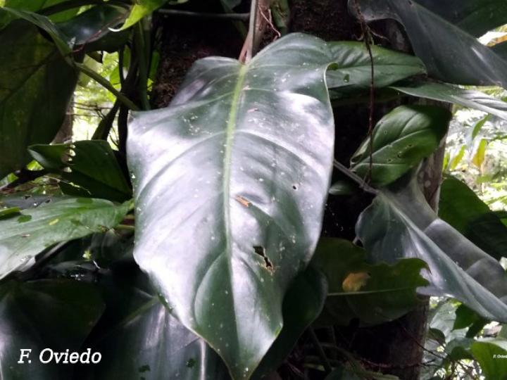 Philodendron sagittifolium