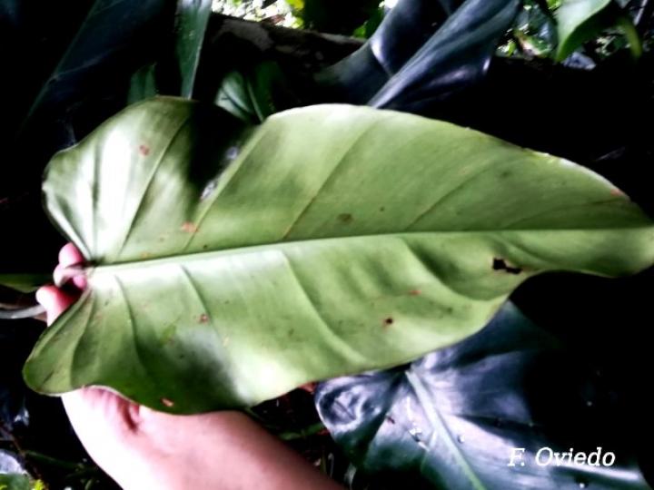 Philodendron sagittifolium