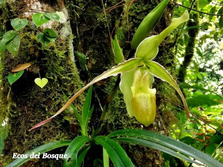 Phragmipedium longifolium