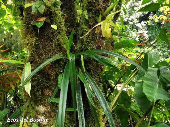 Phragmipedium longifolium