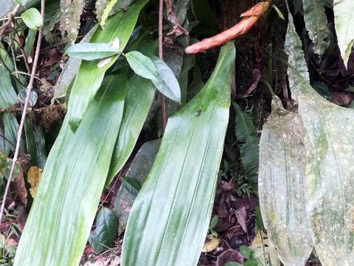 Pitcairnia arcuata