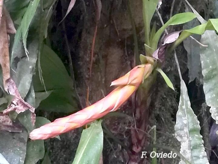 Pitcairnia arcuata