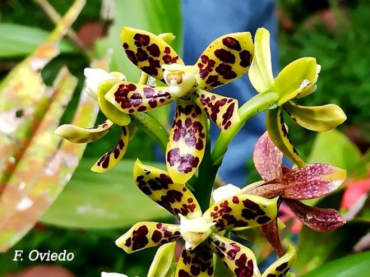 Prosthechea vespa
