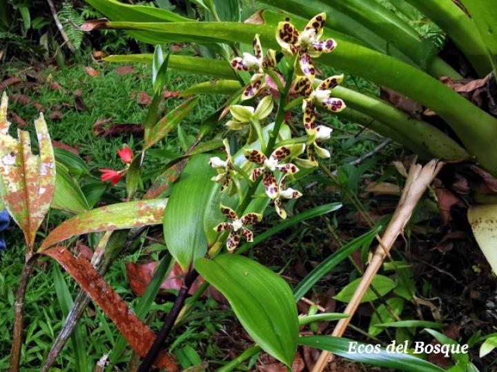 Prosthechea vespa