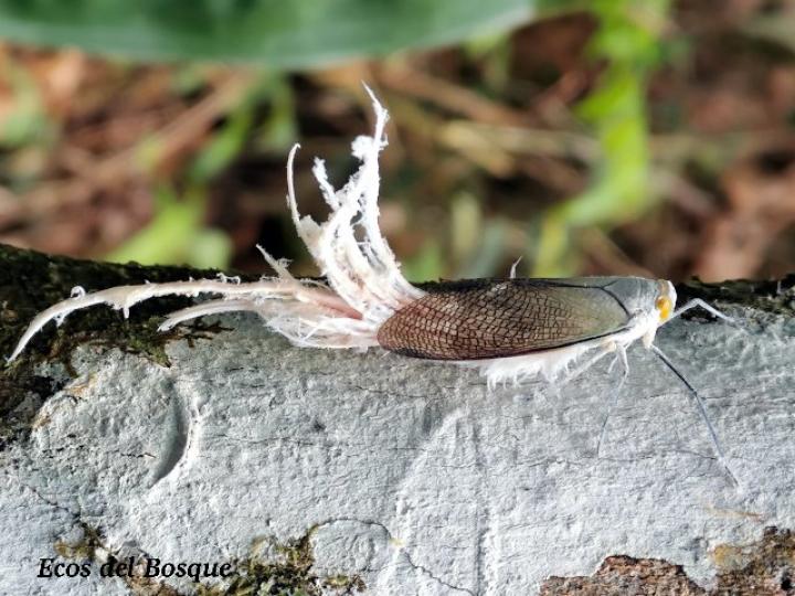 Pterodictya reticularis