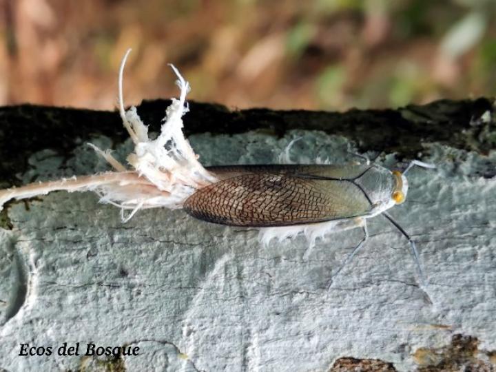 Pterodictya reticularis