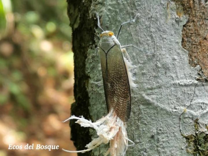 Pterodictya reticularis