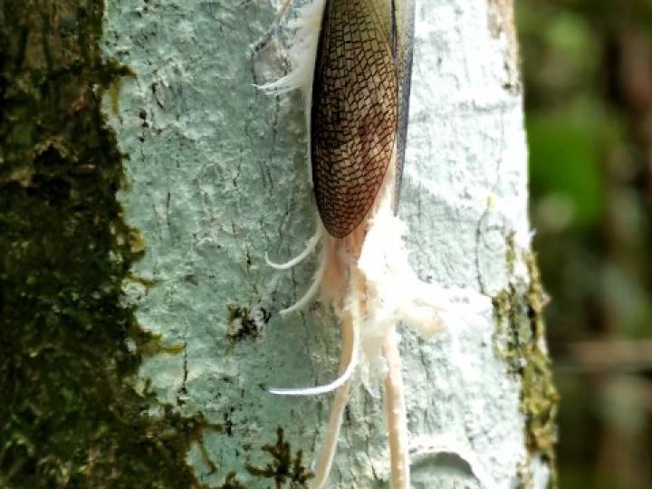 Pterodictya reticularis