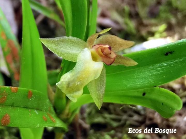 Scaphyglottis amparoana