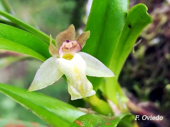 Scaphyglottis amparoana
