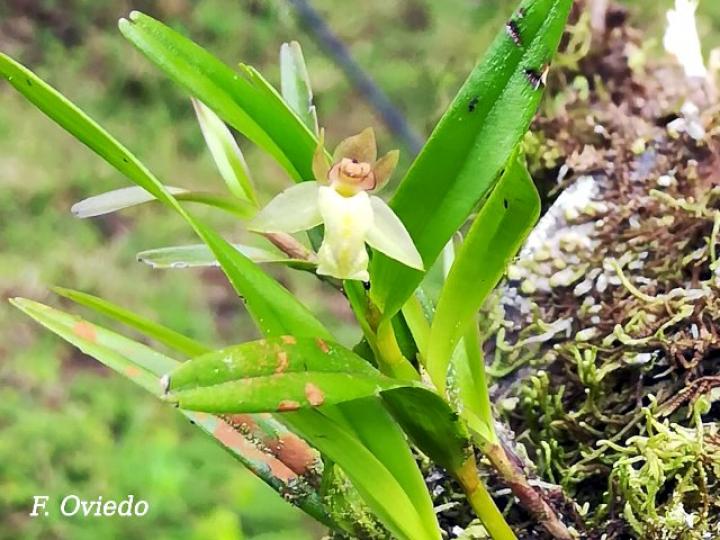Scaphyglottis amparoana