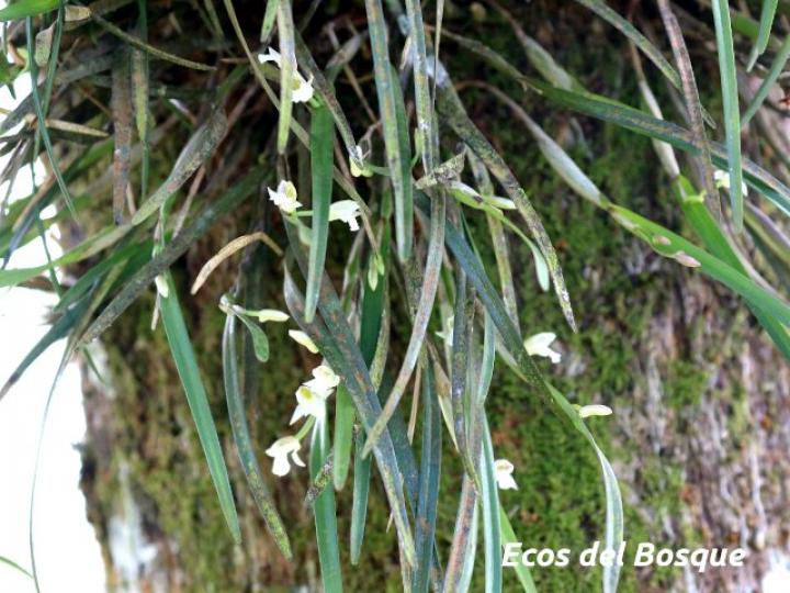Scaphyglottis tenella, mata