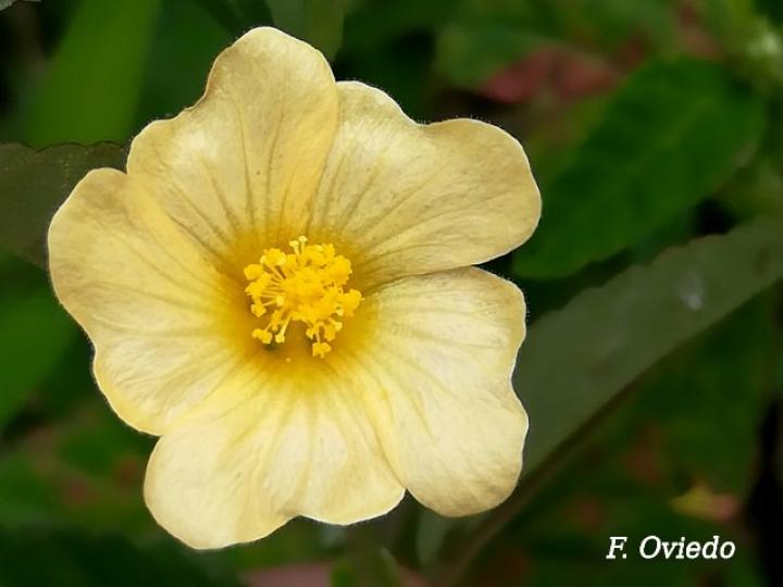 Sida rhombifolia (Escobilla)