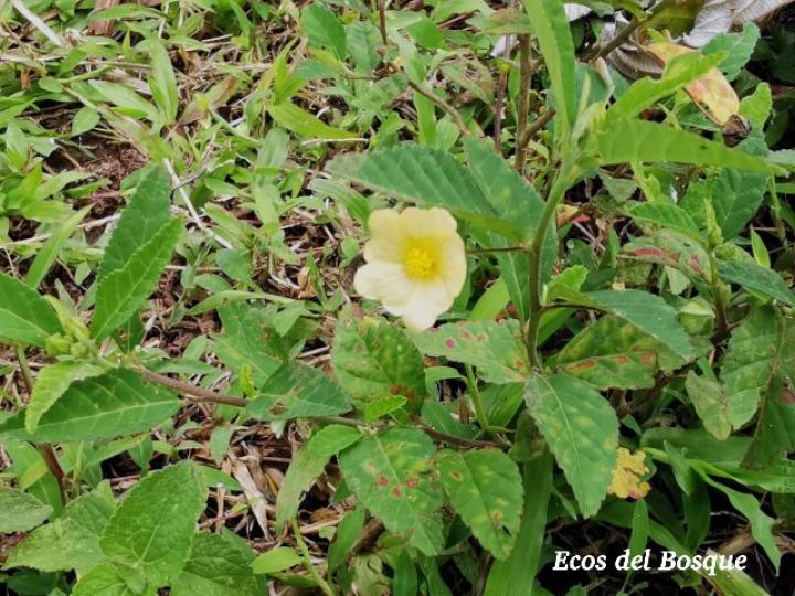 Sida rhombifolia (Escobilla)