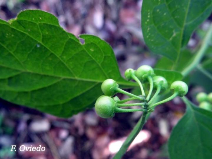 Solanum americanum, fruto