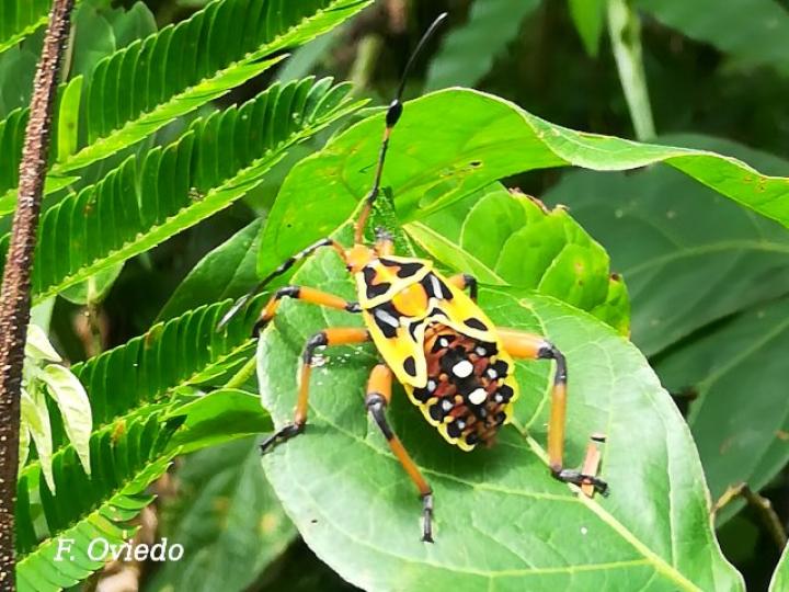 Thasus acutangulus (Chinche)