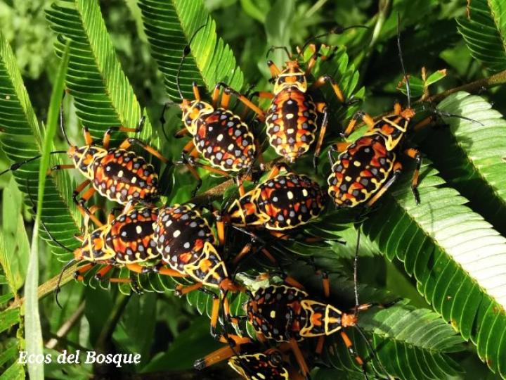 Thasus acutangulus, ninfas