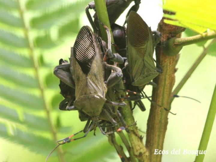 Thasus acutangulus, adultos