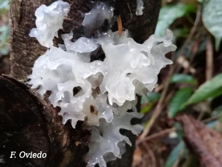 Tremella fuciformis