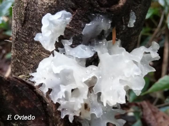 Tremella fuciformis