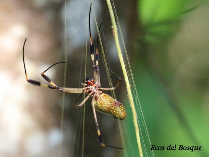 Trichonephila clavipes