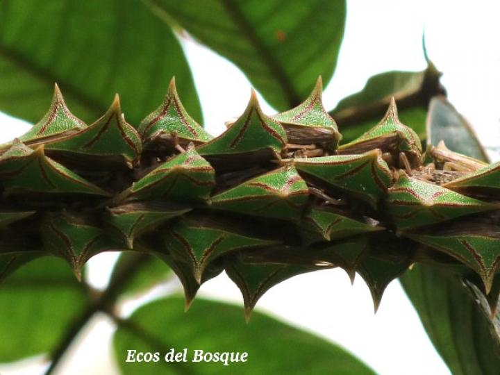 Umbonia spinosa (Bicho espino)