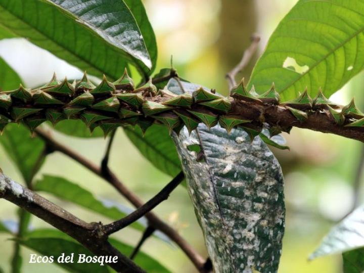 Umbonia spinosa